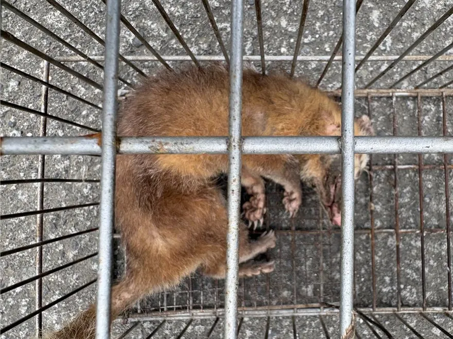 台東鼬獾白天異常出沒咬傷民眾　疑似感染狂犬病送驗