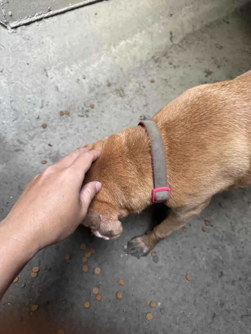 影/台南毛孩阿妹失蹤6天平安歸家！　飼主如約匯款20萬賞金