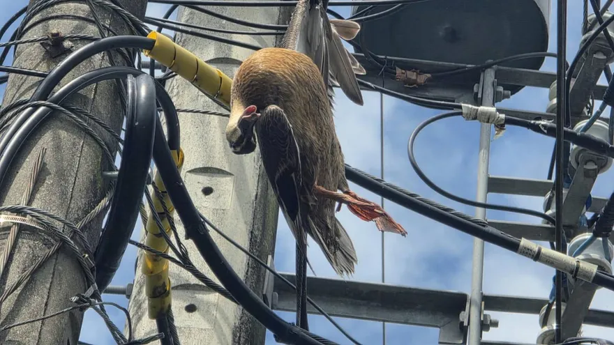 宜蘭花嘴鴨卡困電桿纜線！疑觸電慘死