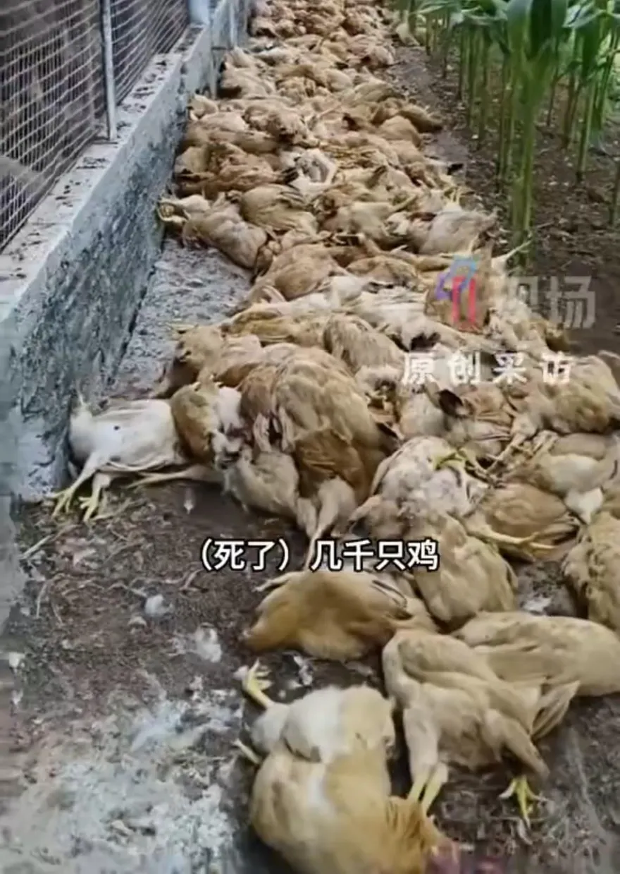影/最熱五月天！廣東數千雞隻中暑暴斃　福建民眾求官方介入降溫