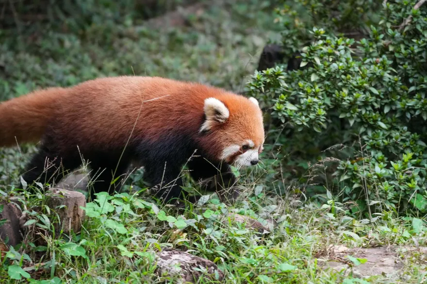 上海小貓熊交流重啟！台北動物園迎十多年來首批嬌客