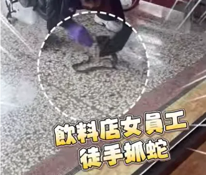 影/彰化飲料店突現蛇！女員工徒手按頭擒獲　網喊：老闆快加薪