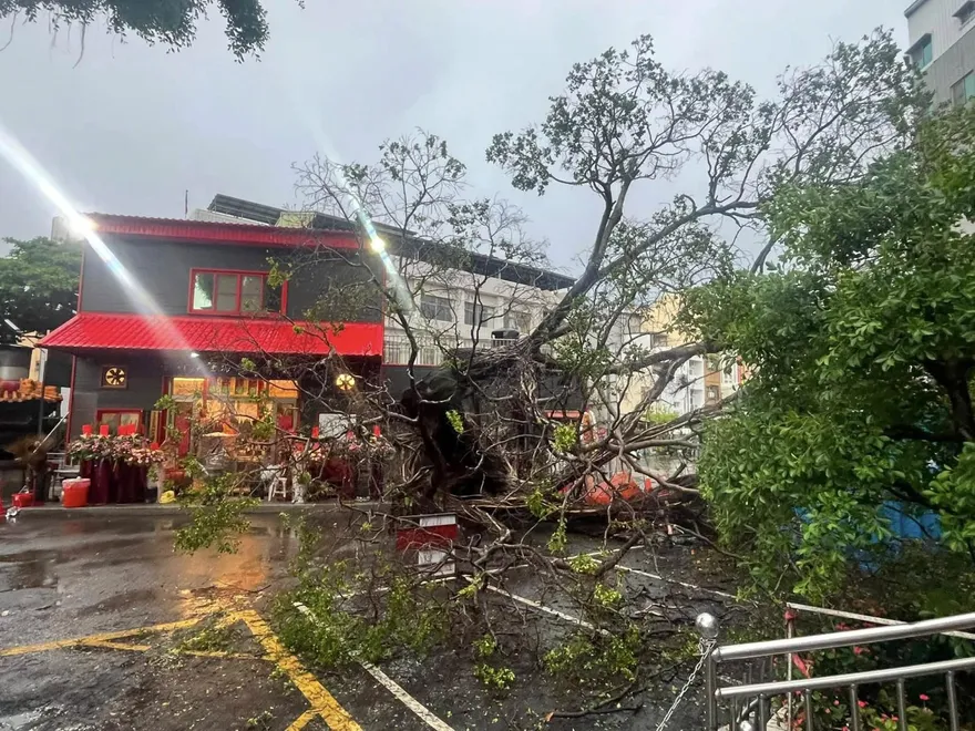 影/台南縣城隍誕辰遇老樹倒　廖大乙：兵馬擔厄恐有大事將現