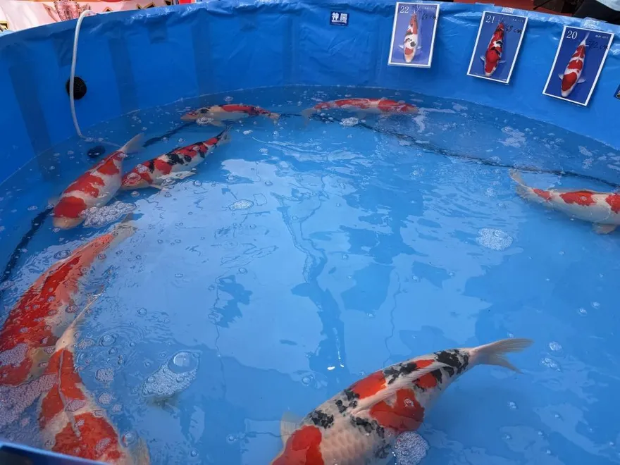 一尾魚值一棟房？廣東精品錦鯉拍出「1870萬天價」創新高