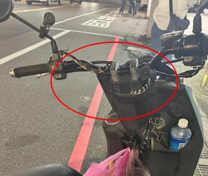 機車龍頭竄出蛇！母尖叫棄車　超商店員冷靜抓捕