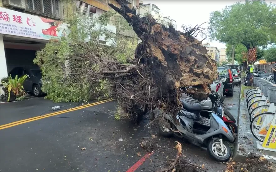 影/大雨釀災？台中力行國小旁路樹連根拔起扯電線　砸毀3車