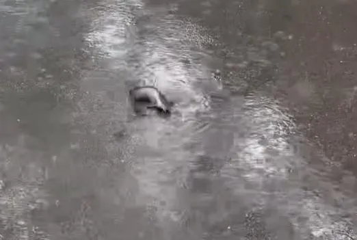 大雨轟炸雙北！台大校園馬路淹水　驚見土虱「陸中游」
