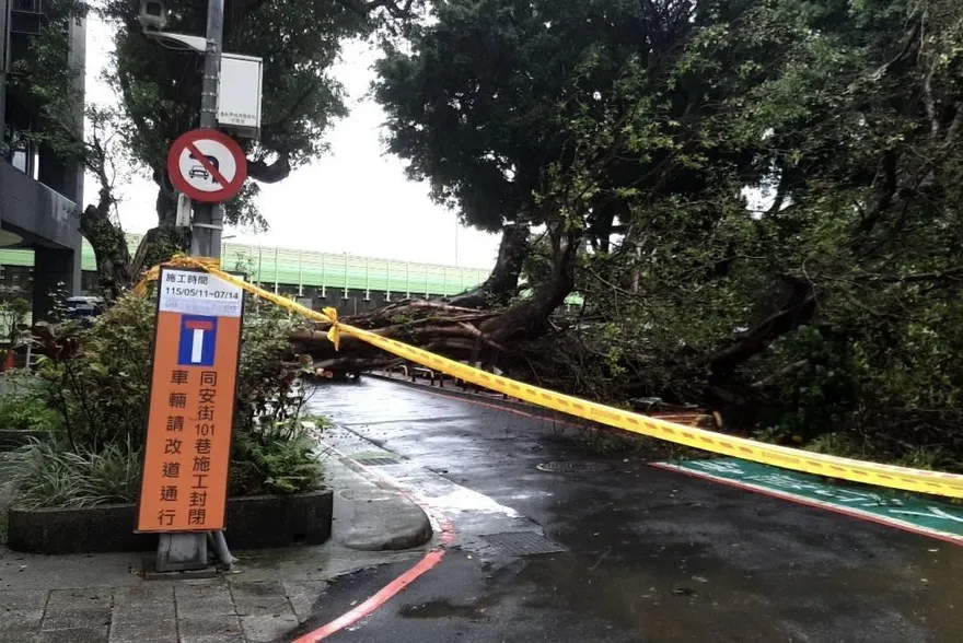 北市中正區路邊巨樹倒塌　車輛遭砸中幸無人傷