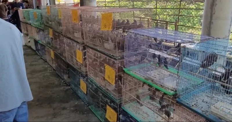 宗教團體放生近2000隻鳥　新北動保處重罰15萬