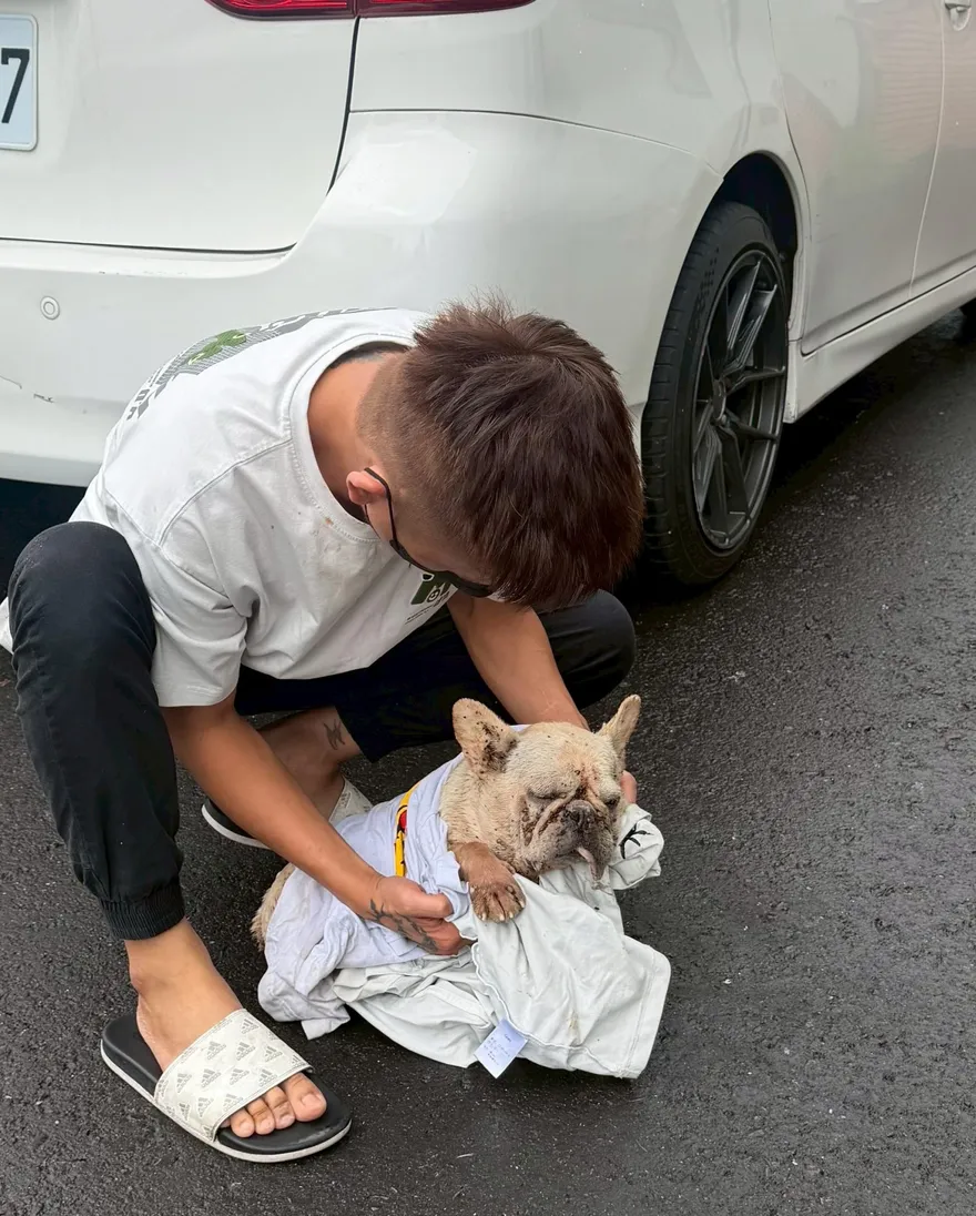 影/屏東法鬥滿身壁蝨雨中慘死！　飼主涉虐待動物遭調查