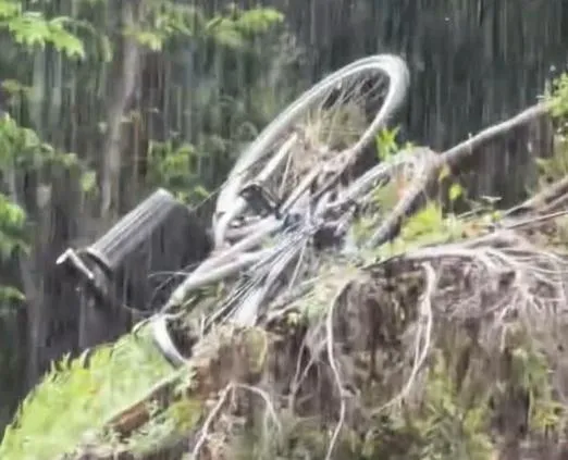 影/午後雷雨襲台北！台大男舍巨木倒塌　「單車上樹」罕見奇景曝