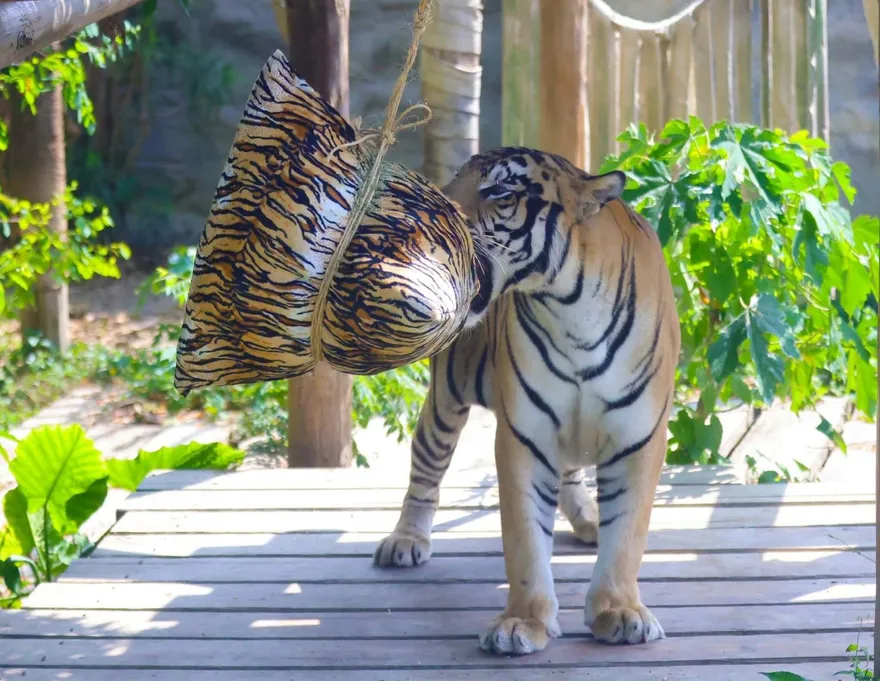 壽山動物園過端午！孟加拉虎狂撕巨粽　長鼻浣熊偏愛芒果冰