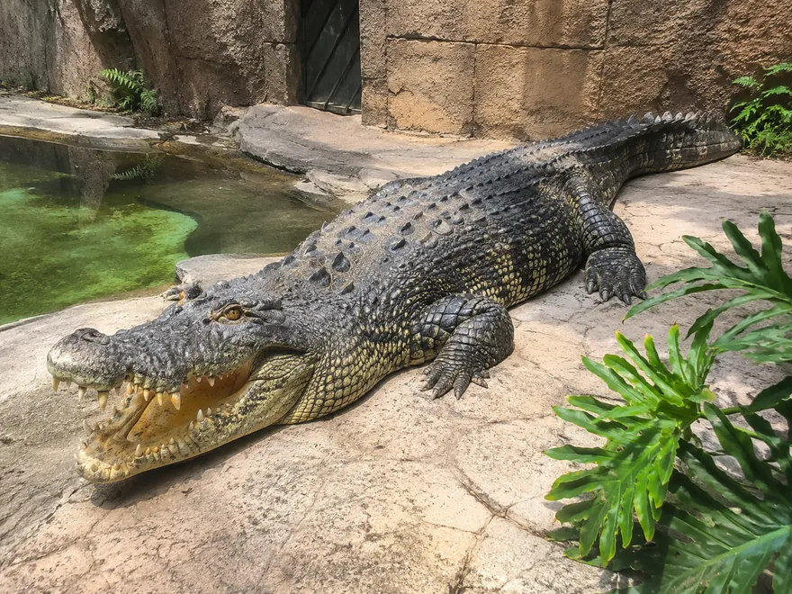 英男童逛動物園竟遭人「丟下鱷魚池」重傷　警列謀殺逮30歲男