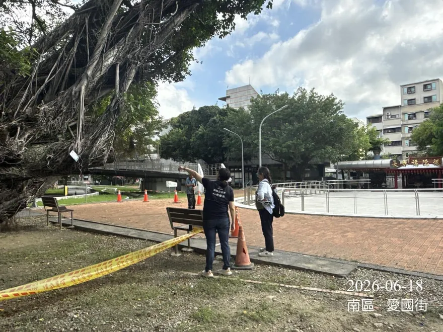 勘查隔天秒倒塌！1甲子「夫妻榕」不敵樹癌　台中人超不捨