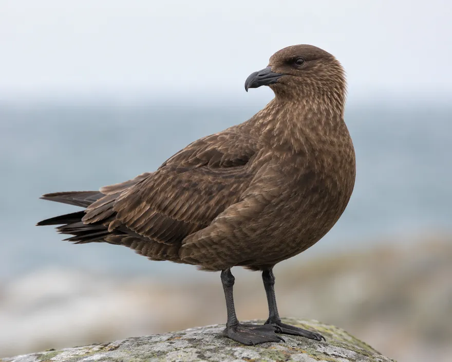 澳洲現首例H5N1禽流感！農業部長證實西澳野鳥染疫