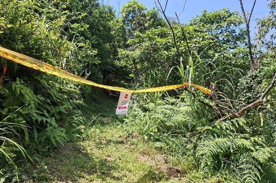 虎頭蜂頻傳螫人！瑞芳搜尋蜂巢　暫封閉三貂嶺等3步道