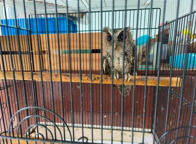 臉書炫耀捕捉野生動物！保七拂曉出擊救出稀有領角鴞