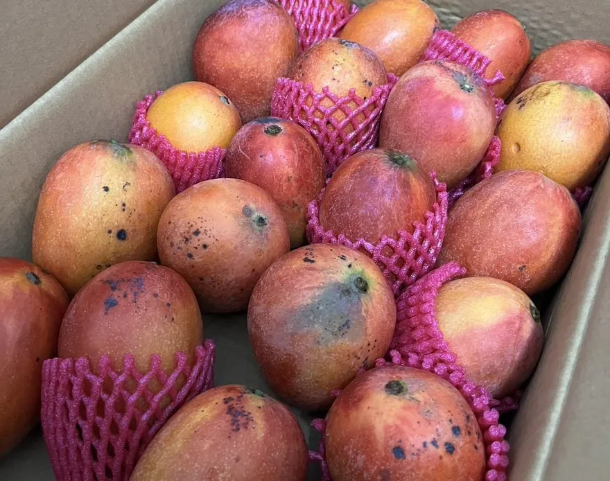 日本超市上架「芒果籽」一片30元　台人看傻：這也能賣？