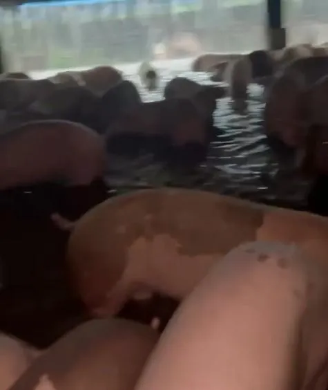 影/屏東豪雨狂炸！豬場淹水畫面曝　豬農無奈