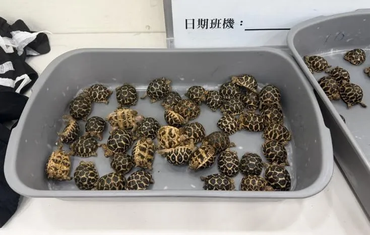 男赴泰買70隻保育類印度星龜　綁大腿搭機返台闖關