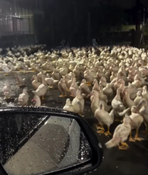 影/屏東暴雨淹鴨寮！大批鴨群深夜流浪馬路　驚恐排排站