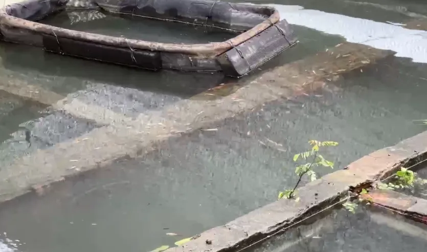 暴雨重創台南仁德！觀賞魚養殖場一夕損失逾百萬