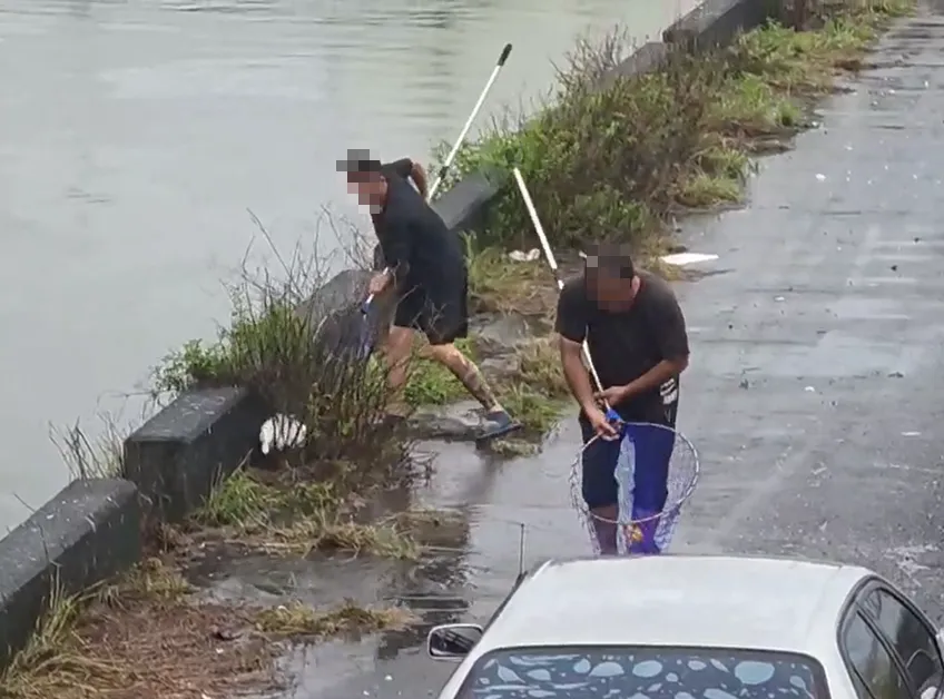 影/鴨子之亂！豪雨沖破屏東鴨寮「民眾抓去加菜」　吃一口關5年