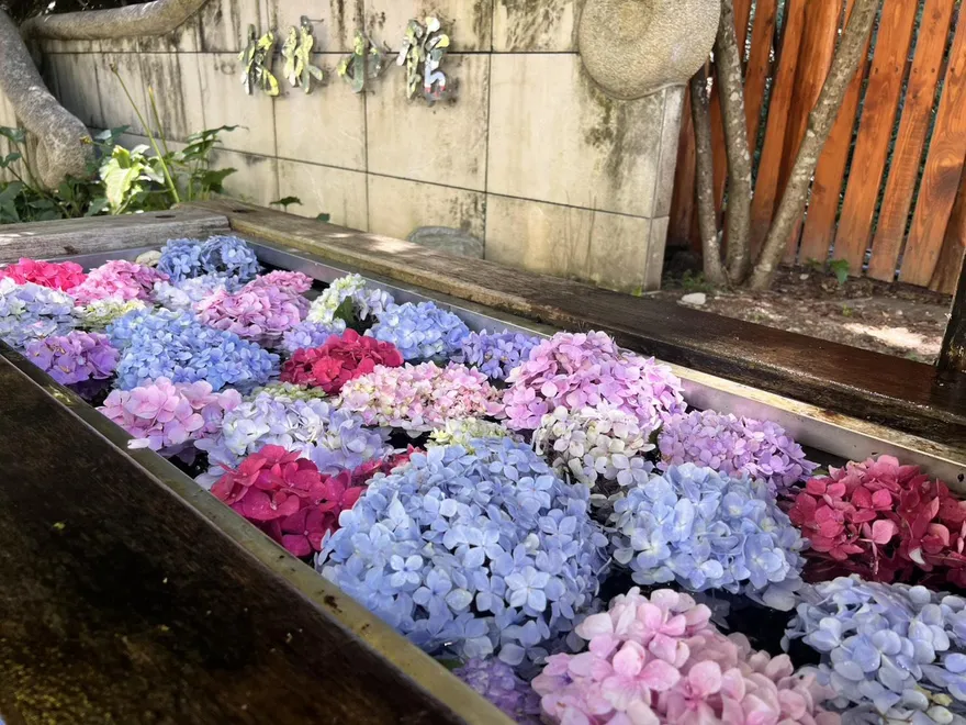 浪漫來襲！武陵農場繡球花全面綻放　「花手水」驚艷登場