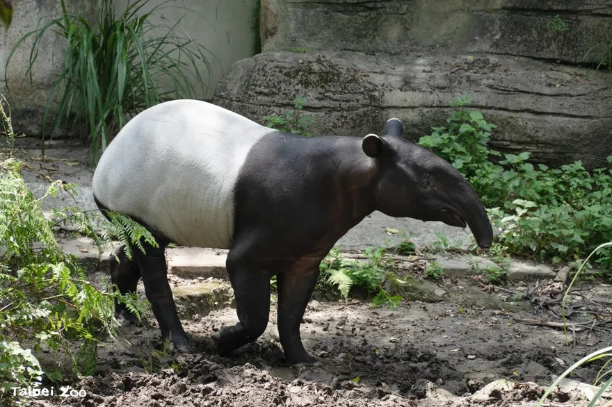 北市動物園重新開園！馬來貘「Bintang星星」、小貓熊「茜茜」迎賓