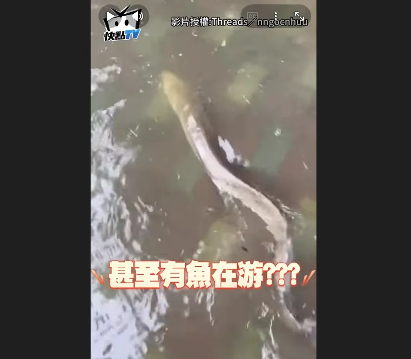 賴清德批內湖淹水翻車！網友掀：台南校園「銀龍魚游泳」