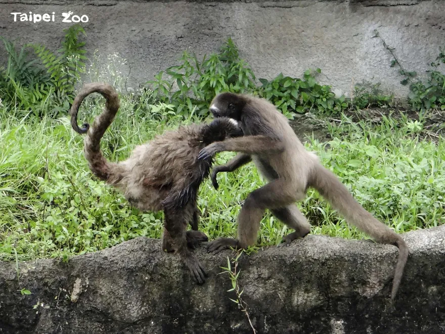 被同伴欺負！北市動物園棕蜘蛛猴「跳水脫逃」　園方緊急圍捕