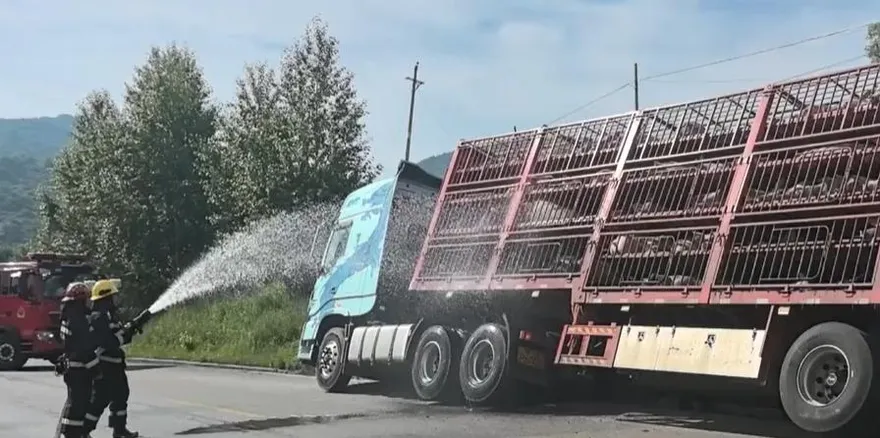 險變「烤乳豬」！陸貨車爆胎260頭豬受困　消防狂噴水降溫