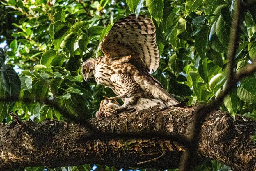 不用上山就能看！北市榮星花園驚現「鳳頭蒼鷹」身影