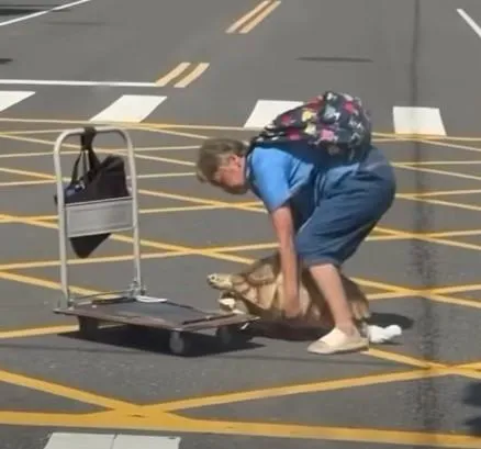 象龜過馬路！阿嬤急抱上手推車加速　網笑翻：根本專屬座駕