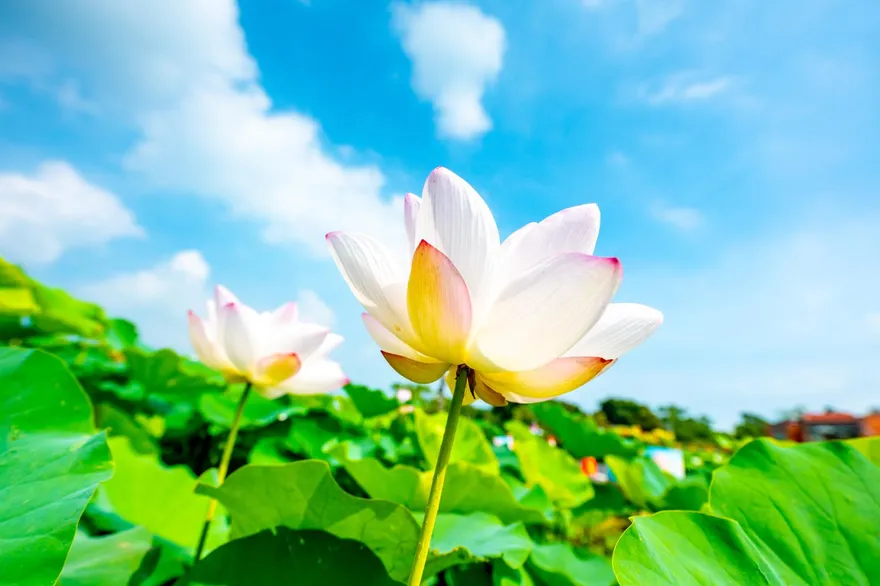 百蓮好荷迎盛夏！2026桃園蓮花季串聯珍珠海岸　打造夏日小旅行