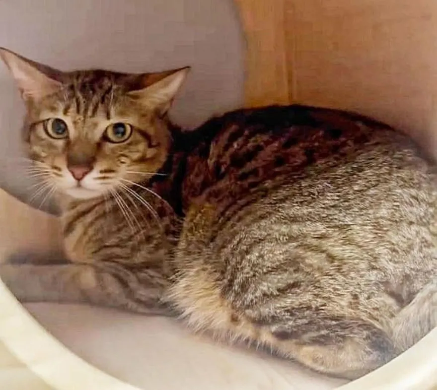 貴的才帶走！狠心飼主「丟包混種貓」…挨罰11.3萬
