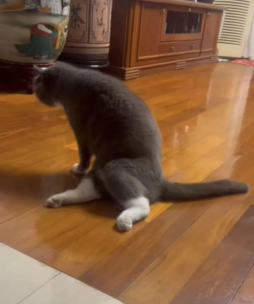 飼料爆食安疑雲！5000隻貓疑癱瘓　陸2知名貓糧品牌急回應