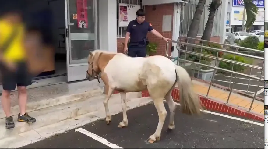 影/不怕颱風天！高雄岡山馬兒逛大街　趴趴走畫面曝