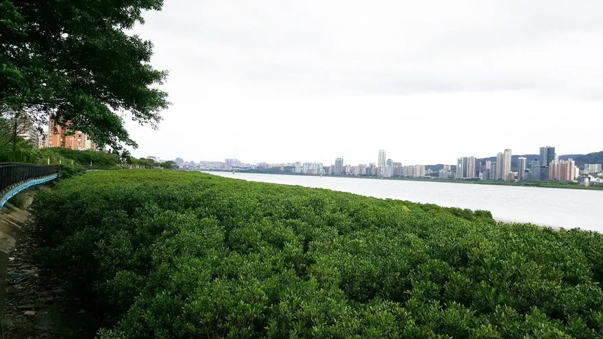 淡水紅樹林驚見「泡水變形」腐屍！翁離家3天「卡樹叢」慘死