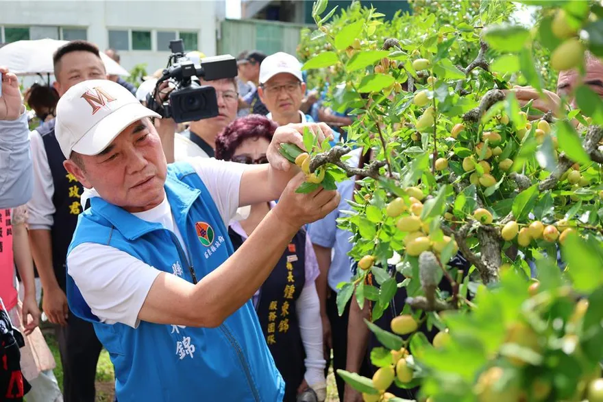 鍾東錦出手！巴威颱風害苗栗紅棗「70-80%裂果」　爭取災損補助