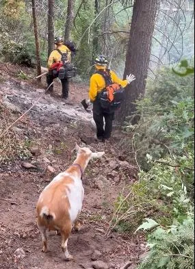 山羊意外成救火英雄　帶領消防員穿越山區前往野火現場
