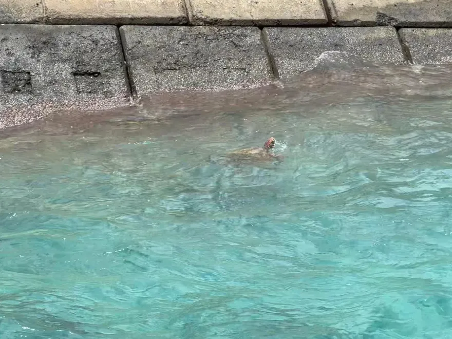 恆春核三廠驚見成群海龜衝浪　專家：水流幫忙「抓癢」