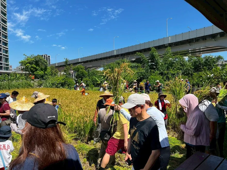 北市松菸食農園區插秧迎豐收！　水泥叢林體驗割稻打穀