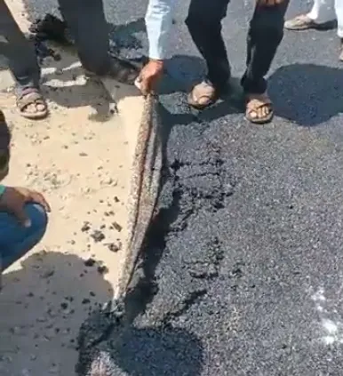 影/偷工減料！印度居民爆料當地馬路是「瀝青地毯」　承包商辯：德國最新技術