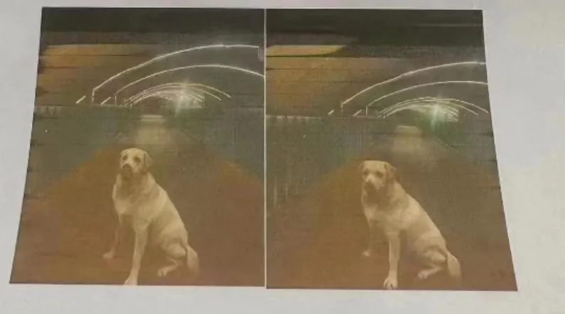 飼主祭出「4300萬」懸賞金尋找走失愛犬　事後遭爆料只給2.1萬致謝