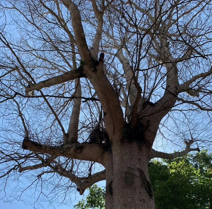 台東行道樹遭檢舉擋路！慘遭落葉劑毒殺枯死　兇手竟是里長