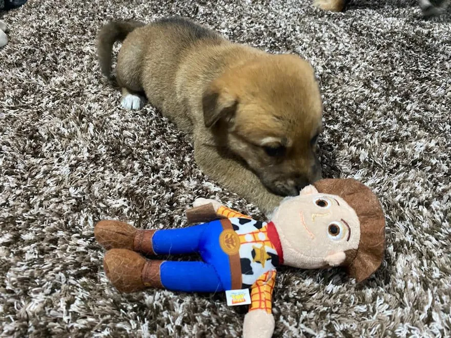 女子領養小狗後嫌「太吵」將其丟棄　遭公司以「不負責」為由解雇