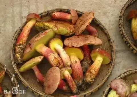 「我撞到人了」！他到警局自首出車禍　找嘸受害者...竟因吃牛肝菌現幻覺