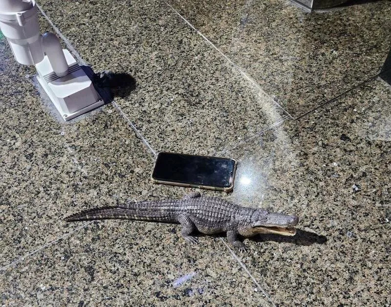 惡作劇惹禍！高雄男公園放假鱷魚引恐慌　破壞公共秩序判罰三千