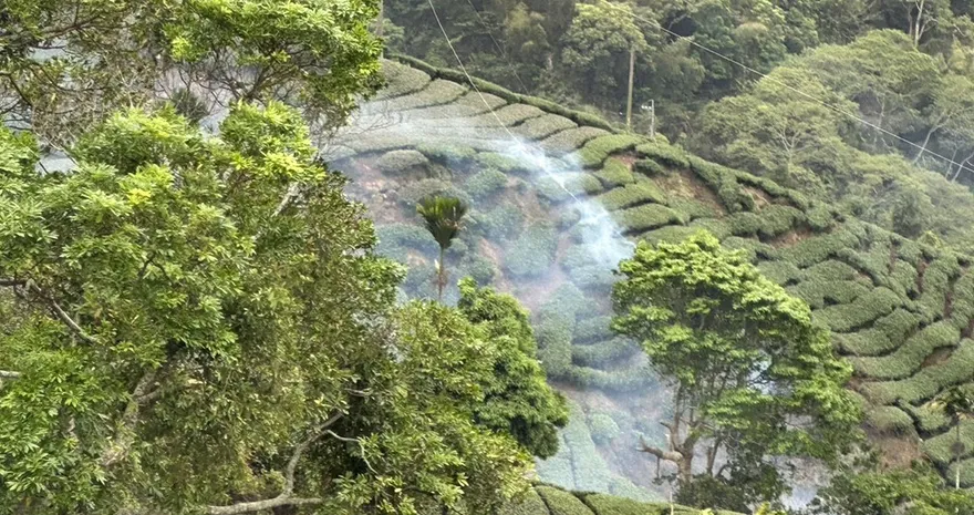 影/高壓電纜斷裂火燒茶園！求償卻被草率推託「天然災害」　台電道歉了